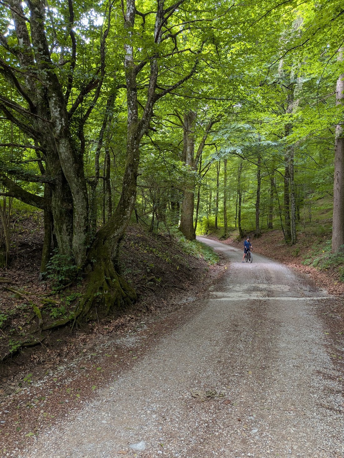 Gravel bike on a shaded woodland track
